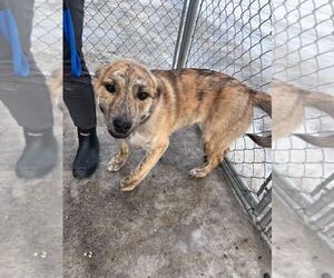 Mutt Dogs for adoption in Calgary, Alberta, Canada