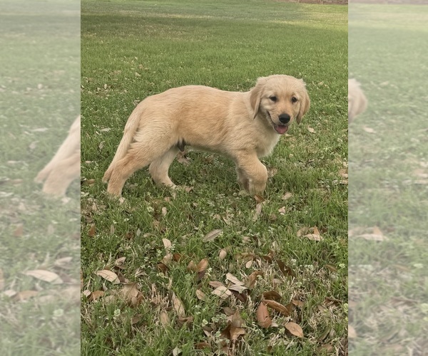 Medium Photo #8 Golden Retriever Puppy For Sale in CROWLEY, TX, USA