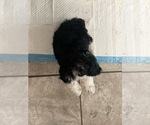 Small Photo #3 Havanese Puppy For Sale in HARTFORD, CT, USA
