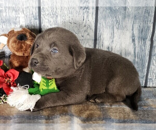 Medium Photo #2 Labrador Retriever Puppy For Sale in GRABILL, IN, USA