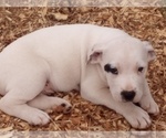 Small Photo #13 American Pit Bull Terrier-Labrador Retriever Mix Puppy For Sale in MOORESBORO, NC, USA