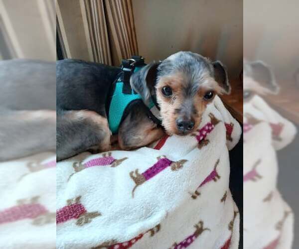 Medium Photo #10 Mutt Puppy For Sale in Arlington, VA, USA