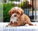 Small #2 Cavapoo (Miniature)