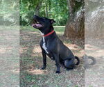 Small #2 American Pit Bull Terrier Mix
