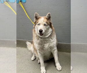Siberian Husky-Unknown Mix Dogs for adoption in Las Vegas, NV, USA