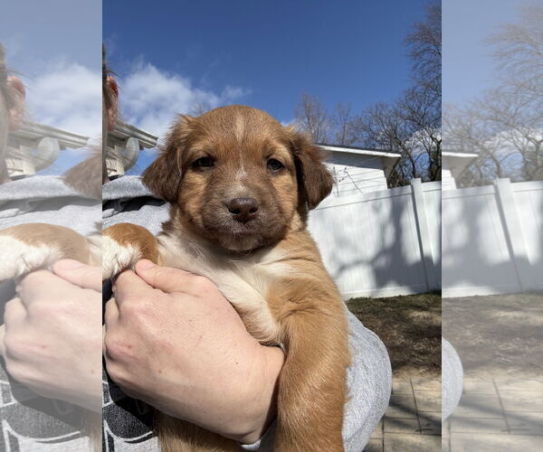 Medium Photo #2 Aussiedoodle Puppy For Sale in Fenton, MO, USA