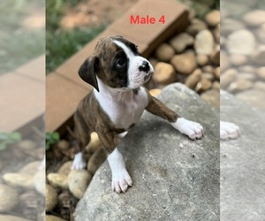 Boxer Puppy for sale in PELZER, SC, USA