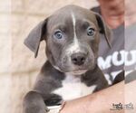 Small #3 Mutt