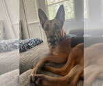 Small #2 German Shepherd Dog