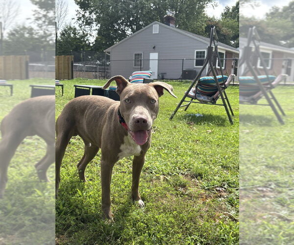 Medium Photo #8 Mutt Puppy For Sale in Wenonah, NJ, USA