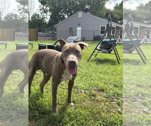Howdy - Male Mutt Dog for Adoption - Photo #8