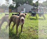 Small Photo #8 Mutt Puppy For Sale in Wenonah, NJ, USA