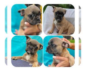 French Bulldog Puppy for sale in TAMPA, FL, USA