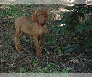 Vizsla Puppy for sale in AMORITA, OK, USA