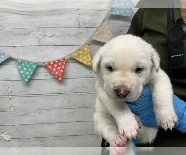 Medium Photo #1 Labrador Retriever-Unknown Mix Puppy For Sale in San Bernardino, CA, USA