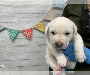 Labrador Retriever-Unknown Mix Dogs for adoption in San Bernardino, CA, USA