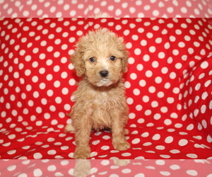 Goldendoodle (Miniature) Puppy for sale in BLMGTN, IN, USA