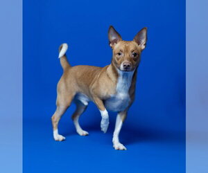 Chihuahua Dogs for adoption in Rowlett, TX, USA