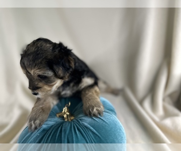 Medium Photo #10 YorkiePoo Puppy For Sale in ROCK HILL, SC, USA