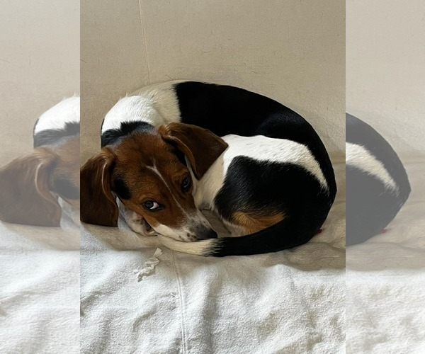 Medium Photo #7 Beagle-Unknown Mix Puppy For Sale in Westwood, NJ, USA