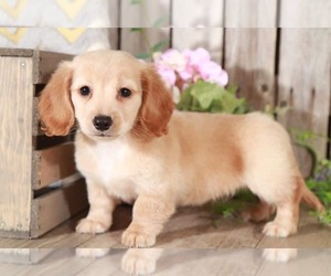 Dachshund Puppy for sale in MOUNT VERNON, OH, USA