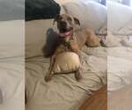 Small Weimaraner Mix
