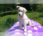 Small #6 German Shepherd Dog