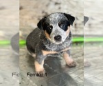 Small Photo #3 Australian Cattle Dog Puppy For Sale in YUCAIPA, CA, USA