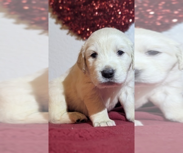Medium Photo #8 Golden Retriever Puppy For Sale in MODESTO, CA, USA