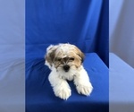 Small Photo #2 Shih Tzu-Unknown Mix Puppy For Sale in TUCSON, AZ, USA