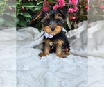 Image preview for Ad Listing. Nickname: Milo
