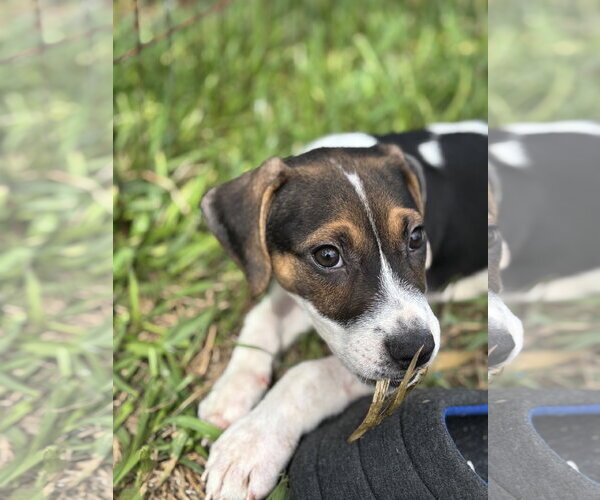 Medium Photo #1 Beagle-Unknown Mix Puppy For Sale in Sanford, FL, USA