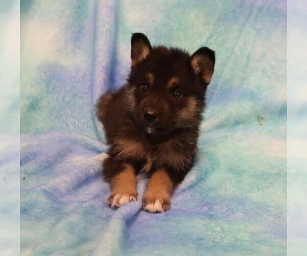 Medium Photo #1 Mutt Puppy For Sale in Thief River Falls, MN, USA