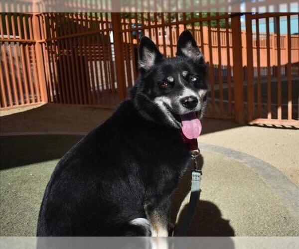 Medium Photo #1 Australian Shepherd-Unknown Mix Puppy For Sale in Las Vegas, NV, USA