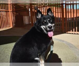 Australian Shepherd-Unknown Mix Dogs for adoption in Las Vegas, NV, USA