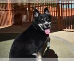 *FLOBALINA - Female Australian Shepherd-Unknown Mix Dog for Adoption - Small photo