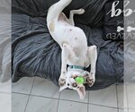 Small Photo #4 Labrador Retriever-Unknown Mix Puppy For Sale in Rockaway, NJ, USA