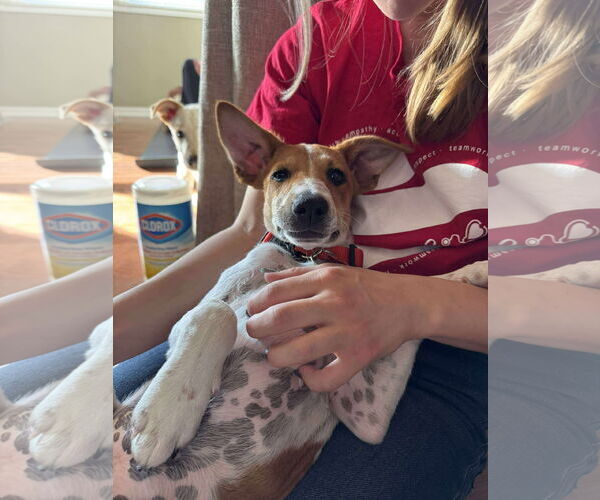 Medium Photo #5 Basenji-Unknown Mix Puppy For Sale in Grafton, WI, USA