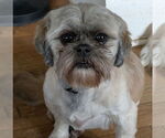 Small #2 Shih Tzu