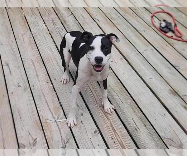 Medium Photo #13 American Pit Bull Terrier-Unknown Mix Puppy For Sale in Murfreesboro, NC, USA