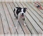 Small #12 American Pit Bull Terrier Mix