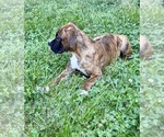 Small Photo #3 Boxer Puppy For Sale in GREENFIELD, IN, USA