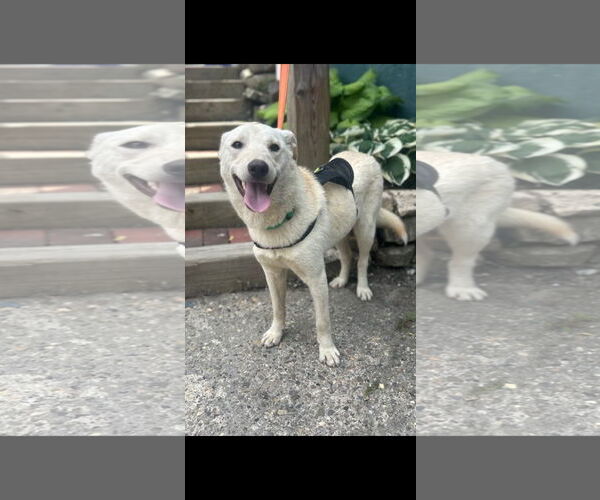 Medium Photo #7 Mutt Puppy For Sale in NYC, NY, USA