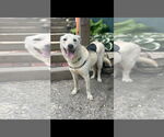 Small #6 Mutt