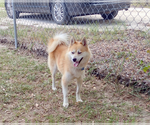 Small #2 Shiba Inu