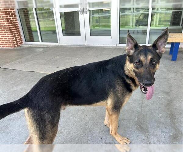 Medium Photo #2 German Shepherd Dog-Unknown Mix Puppy For Sale in Grand Prairie, TX, USA