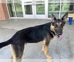 Small #1 German Shepherd Dog Mix