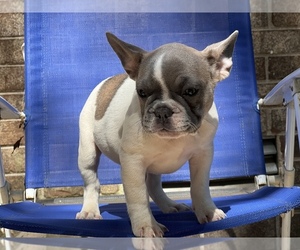 French Bulldog Puppy for sale in CONYERS, GA, USA