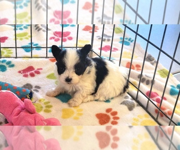 Medium Photo #7 Papitese Puppy For Sale in ORO VALLEY, AZ, USA