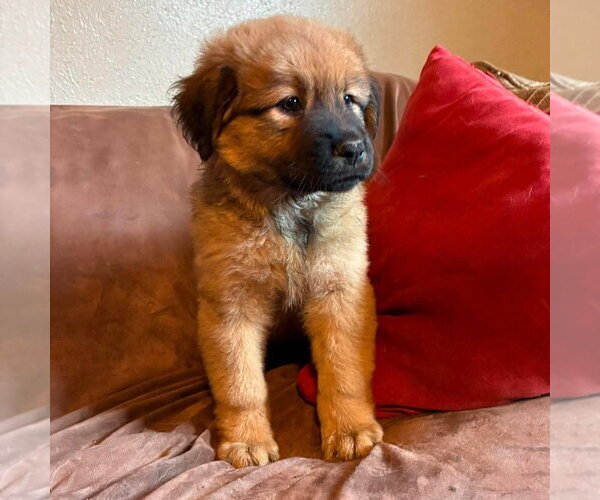 Medium Photo #2 Labrador Retriever-Unknown Mix Puppy For Sale in Canton, CT, USA